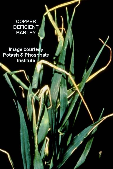 Copper Nutrition Products compared to Copper Fungicides for Plant Disease Control