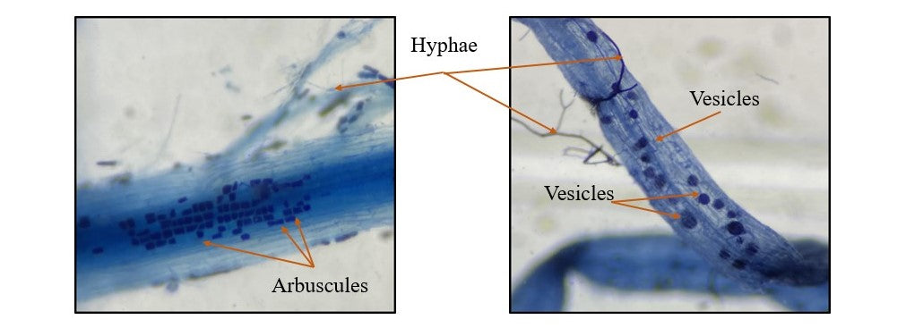 Mycorrhizal Fungi: The Colonizers, Mediators, and Protectors of the Ecosystem
