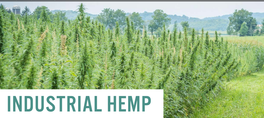 INDUSTRIAL HEMP TRIAL at the Rodale Institute