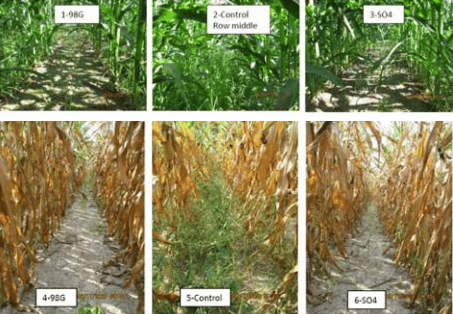 Ecological Weed Control by Steve Diver