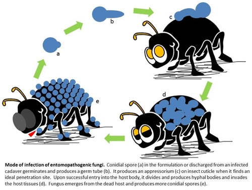 Non Chemical Insect Control Options including Grass Grub