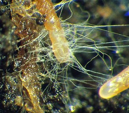 Allies in the Soil: Mycorrhizal Fungi