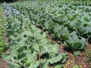 No-Till Growing: Vegetable Production