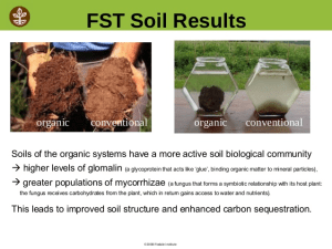 The Huge Impact of Mycorrhizal Colonization on Plant and Soil Health