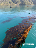 Bio Macro Kelp- Giant NZ Kelp